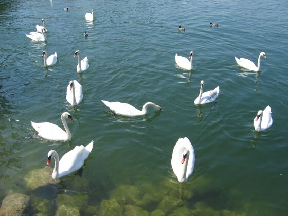 Click to See Next Image